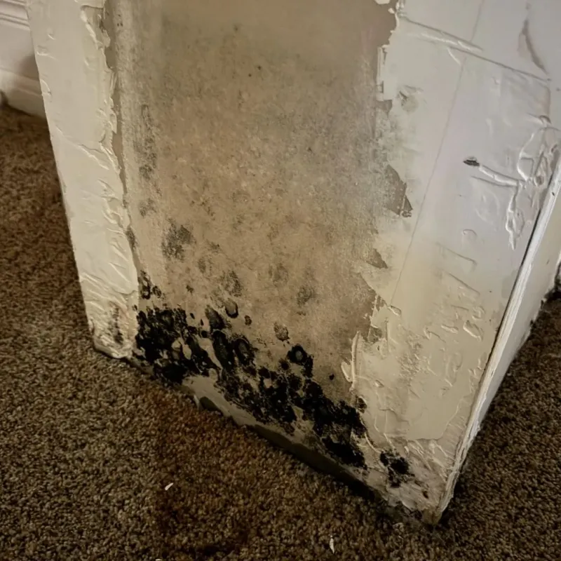 Professional Mold Removal in Neuse Forest, NC